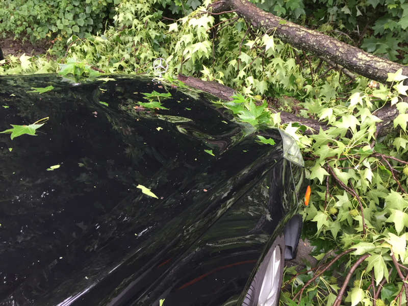 Illustration for article titled Crazy weather + trees + dealer lot = this...